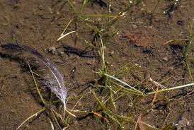 Attēlu rezultāti vaicājumam “Isoetes echinospora leaf”