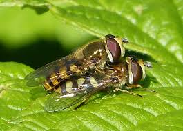 Attēlu rezultāti vaicājumam “Eupeodes corollae”