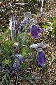 Attēlu rezultāti vaicājumam “Pulsatilla pratensis fruit”