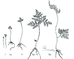 Attēlu rezultāti vaicājumam “Botrychium multifidum”