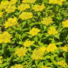 Attēlu rezultāti vaicājumam “Sedum aizoon leaf”