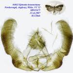 Attēlu rezultāti vaicājumam “Epinotia brunnichana”