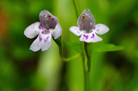 Attēlu rezultāti vaicājumam “Dicranella crispa”