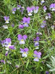 Attēlu rezultāti vaicājumam “Viola tricolor subsp. curtisii leaf”