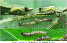 Attēlu rezultāti vaicājumam “Araschnia levana larva”