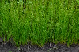 Attēlu rezultāti vaicājumam “Juncus bufonius bud”