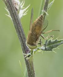 Attēlu rezultāti vaicājumam “Atylotus sp.”