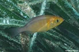 Image result for Spondyliosoma cantharus