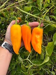 Afbeeldingsresultaat voor Szegedi 80 hot pepper