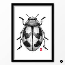 Attēlu rezultāti vaicājumam “Coccinella hieroglyphica”