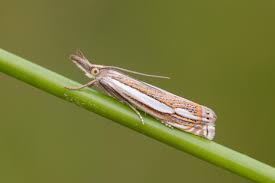 Attēlu rezultāti vaicājumam “Crambus silvella”