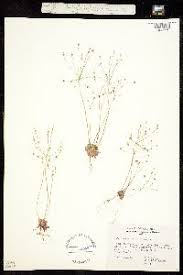 Attēlu rezultāti vaicājumam “Androsace septentrionalis fruit”