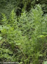 Attēlu rezultāti vaicājumam “Carum carvi leaf”