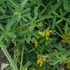 Attēlu rezultāti vaicājumam “Medicago sativa subsp. falcata”