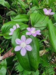 Attēlu rezultāti vaicājumam “Colchicum szovitsii subsp. szovitsii flower”
