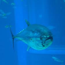 Image result for Thunnus thynnus