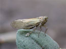 Attēlu rezultāti vaicājumam “Javesella pellucida”