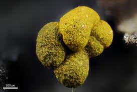 Attēlu rezultāti vaicājumam “Physarum braunianum plasmodium”