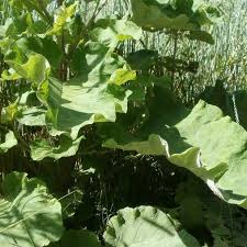 Attēlu rezultāti vaicājumam “Arctium lappa leaf”