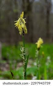 Attēlu rezultāti vaicājumam “Carex pilosa leaf”