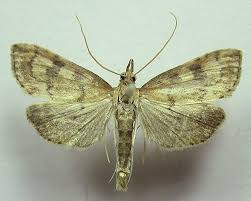 Attēlu rezultāti vaicājumam “Udea fulvalis”