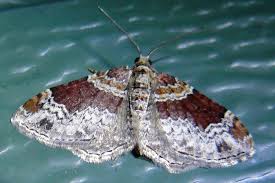 Attēlu rezultāti vaicājumam “Xanthorhoe ferrugata”