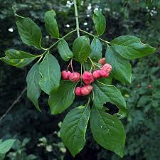 Attēlu rezultāti vaicājumam “Hordelymus europaeus fruit”