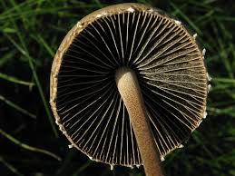 Attēlu rezultāti vaicājumam “Panaeolus papilionaceus”