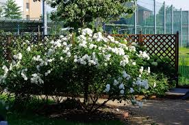 「アイスバーグ」の画像検索結果