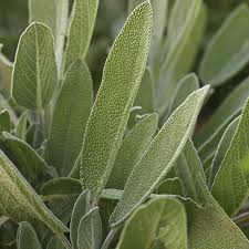 Attēlu rezultāti vaicājumam “Salvia officinalis”