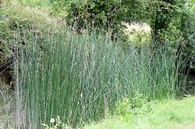 Attēlu rezultāti vaicājumam “Schoenoplectus lacustris subsp. lacustris”