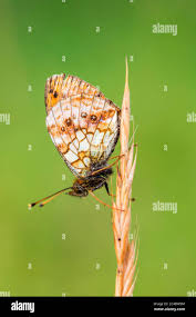 Attēlu rezultāti vaicājumam “Brenthis ino underside”