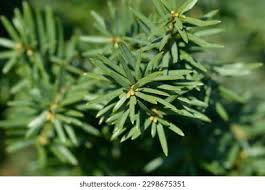 Attēlu rezultāti vaicājumam “Taxus baccata bud”