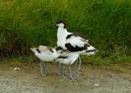 Attēlu rezultāti vaicājumam “Recurvirostra avosetta”