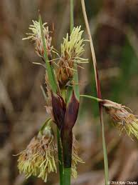 Attēlu rezultāti vaicājumam “Eriophorum gracile fruit”