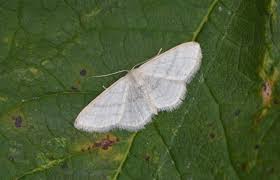 Attēlu rezultāti vaicājumam “Idaea sylvestraria”