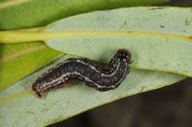 Attēlu rezultāti vaicājumam “Hydriomena furcata”