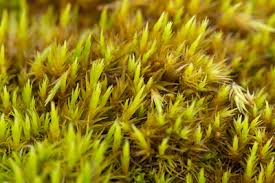 Attēlu rezultāti vaicājumam “Aulacomnium androgynum sporophyte”