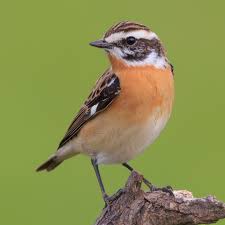 Attēlu rezultāti vaicājumam “Saxicola rubetra juvenile”