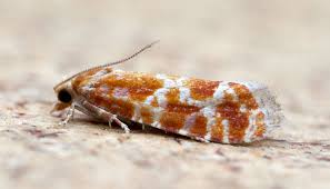 Attēlu rezultāti vaicājumam “Rhyacionia pinicolana”