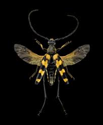 Attēlu rezultāti vaicājumam “Leptura quadrifasciata”