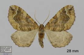 Attēlu rezultāti vaicājumam “Pelurga comitata”