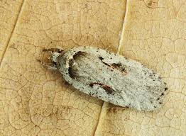 Attēlu rezultāti vaicājumam “Agonopterix ocellana”