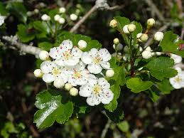 Attēlu rezultāti vaicājumam “Crataegus laevigata flower”