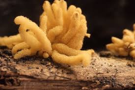 Attēlu rezultāti vaicājumam “Heterotrichia ferruginea (syn. Arcyria ferruginea) stalked”