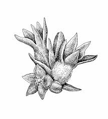 Attēlu rezultāti vaicājumam “Scleranthus annuus flower”