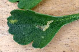 Attēlu rezultāti vaicājumam “Bucculatricidae”