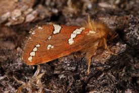 Attēlu rezultāti vaicājumam “Phymatopus hecta”