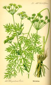 Attēlu rezultāti vaicājumam “Umbelliferae”