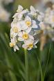 Narcissus (plant) - Wikipedia, the free encyclopedia